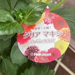 ダリア マキシ🏵球根、多年草