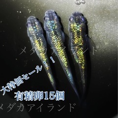【直接取引】アズライト 卵 15＋α保証分 青 体色 ラメ 幹之...