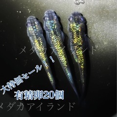 【直接取引】アズライト 卵 20＋α保証分 青 体色 ラメ 幹之...