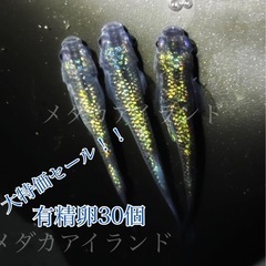 【配送】アズライト 卵 30＋α保証分 青 体色 ラメ 幹之系 ...