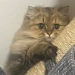 ペルシャ猫6月6日で2歳メス猫