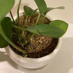 ポトス 観葉植物　お譲りしますの画像