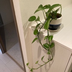 ポトス 観葉植物　お譲りします