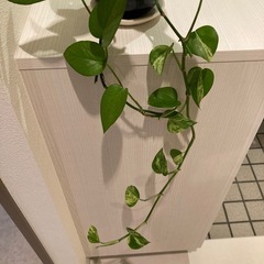ポトス 観葉植物　お譲りしますの画像