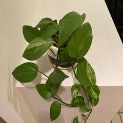 ポトス 観葉植物　お譲りしますの画像