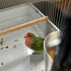 コザクラインコ