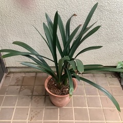 🌺君子蘭4　花が終わったのでお値下げしました（葉、花弁共に細い種...