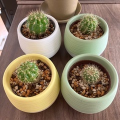 サボテン
