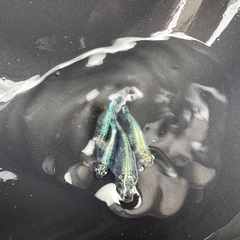 ゴジラ◆メダカ◆ゴジラメダカ◆2ペアの画像