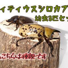 ティティウスシロカブト 幼虫3匹セット