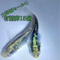 【配送】緑光鋼 卵 15＋α保証分 緑 ラメ 光 体 型 メダカ...