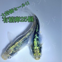 【配送】緑光鋼 卵 25＋α保証分 緑 ラメ 光 体 型 メダカ...