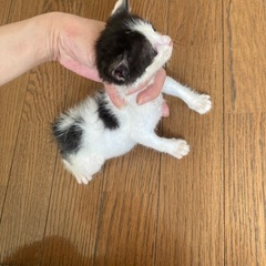 ハチワレ仔猫オス君！
