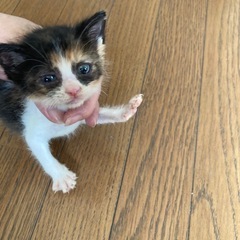 ちびミケ　メス仔猫！