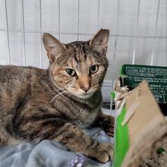 【緊急!!!】ハンデ♀猫