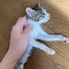 キジシロ　オス仔猫！