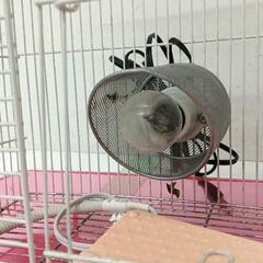 0624-274 鳥かごセット　ヒーター　ライトの画像