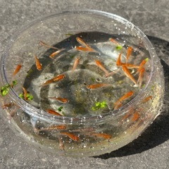 《決定》めだか 王華 １５匹。ヒメタニシ １０匹。 ＋　針子５０匹。の画像