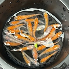 《決定》めだか 王華 １５匹。ヒメタニシ １０匹。 ＋　針子５０匹。の画像