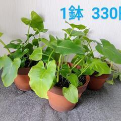 お話中🌿オランダカイウ🌿リリー🌿カラー🌿観葉植物🌿🟤陶器鉢🌿
