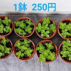 お取置🌿アロマティカス・aromaticus🌿陶器鉢🌿