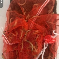 ジャイアントミルワームM