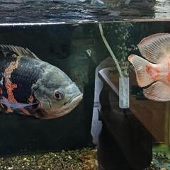 アストロ