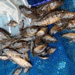 日本淡水魚ガサガサ採集・川遊び　　ラインオープンチャット　…