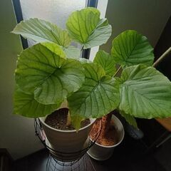 【値下げ/観葉植物2セット】ウンベラータ 大　中の画像