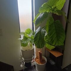 【値下げ/観葉植物2セット】ウンベラータ 大　中の画像