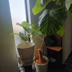 【値下げ/観葉植物2セット】ウンベラータ 大　中の画像