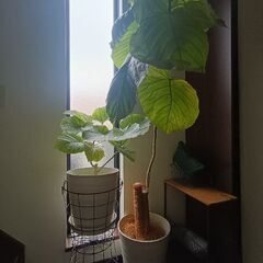 【値下げ/観葉植物2セット】ウンベラータ 大　中の画像