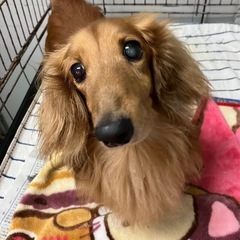 シニアのダックス君