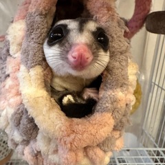 フクロモモンガ　オス　雄　1才