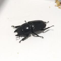 ダイオウヒラタクワガタ78.5mm ペアの画像