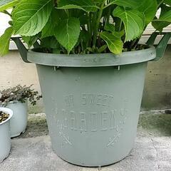 あじさいの画像