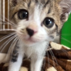 2ヶ月の子猫達