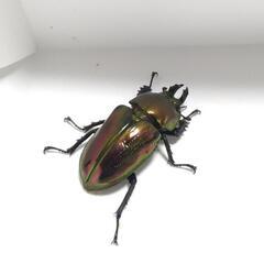 ニジイロクワガタ57.5mm　ペアの画像