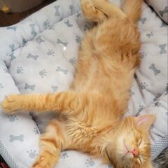 兄妹子猫の里親募集