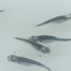 メダカ 清流の稚魚12匹の画像