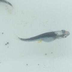 メダカ 清流の稚魚12匹の画像