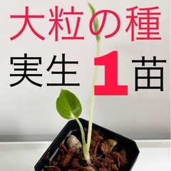 大粒のモンステラデリシオーサの種から生育した実生です！1苗（株）Ｃ④