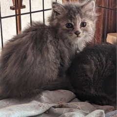 子猫ちゃん 約1ヶ月 個別投稿です。
