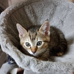 保護した猫ちゃんの里親募集