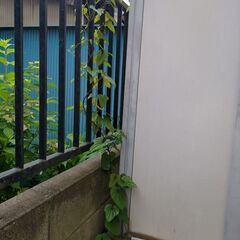 観葉植物