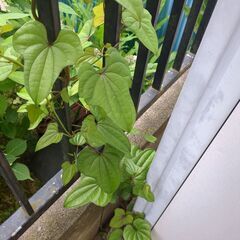 オニドコロだと思います。の画像