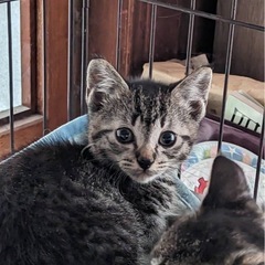 子猫ちゃん 約1ヶ月 個別投稿です。