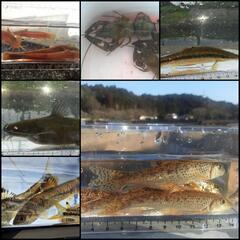 日本淡水魚ガサガサ採集・川遊び　　ラインオープンチャット　…