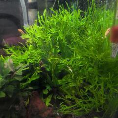 ミクロソリウム ウェンディロフの画像