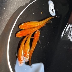 メダカ　めだか　紅華　2ペア＋オス1匹　合計5匹　限定4セットの画像